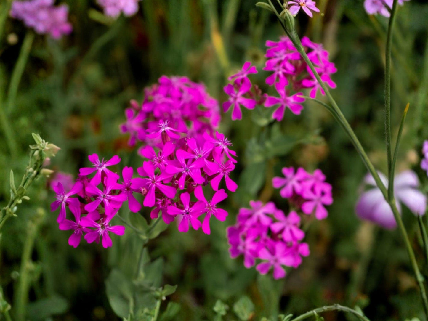 Sweet William Catchfly Flower Seeds | Silene armeria | Pink to Rose Color | Annual Garden Flower | 100 Seeds