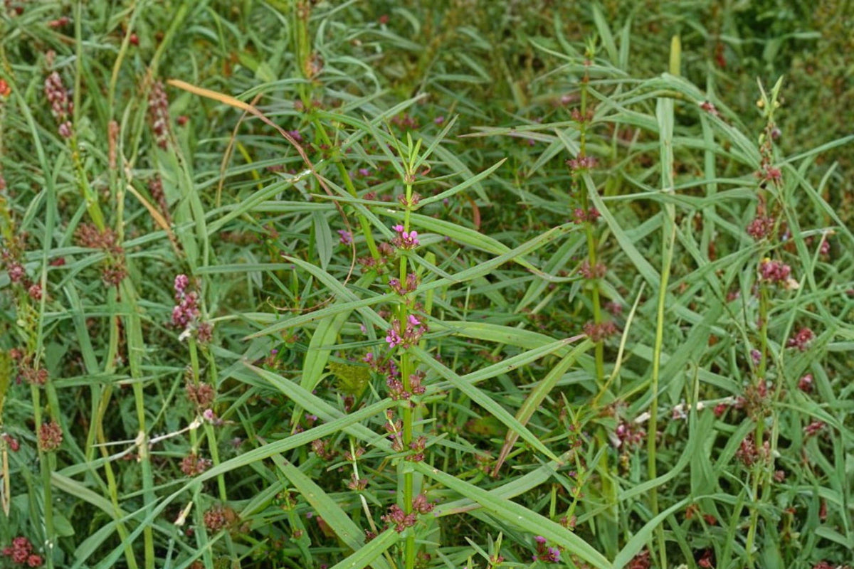 Scarlet Toothcup Seeds 1000 Ammannia coccinea Wetland Native Annual Plant for Pond Edges