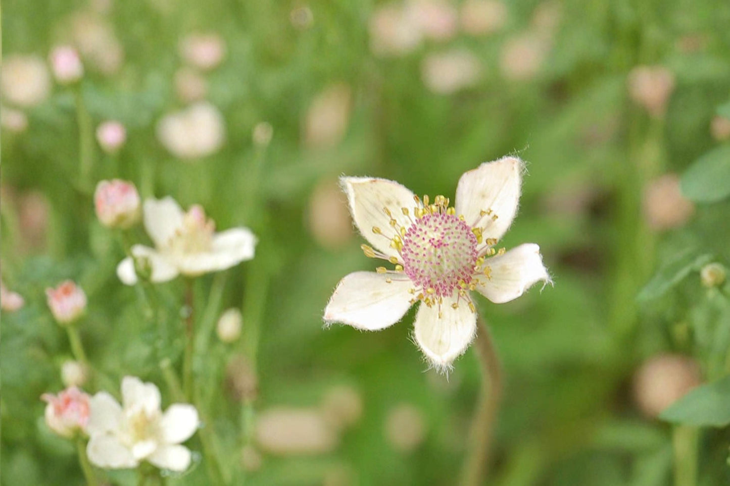 Thimbleweed Seeds 100 Pack – Anemone cylindrica White Wildflower Native Perennial for Prairie & Meadow Gardens