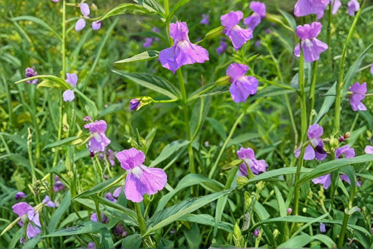 Monkey Flower Seeds 1000 Pack – Mimulus ringens – Native Perennial with Blue to Violet Tubular Flowers for Wetlands & Pond Edges