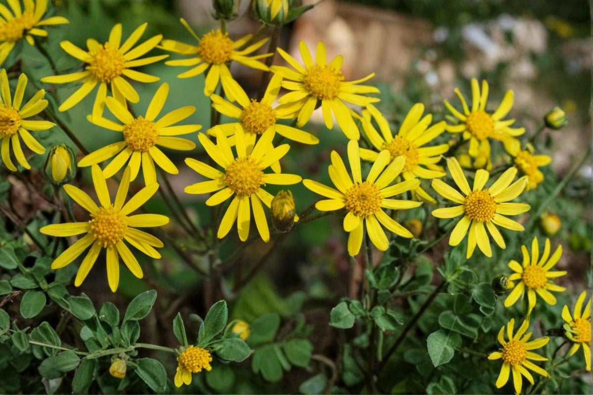 Golden Ragwort Seeds – Packera aurea Herbaceous Perennial with Bright Yellow Daisy-Like Flowers, Native Wildflower for Gardens