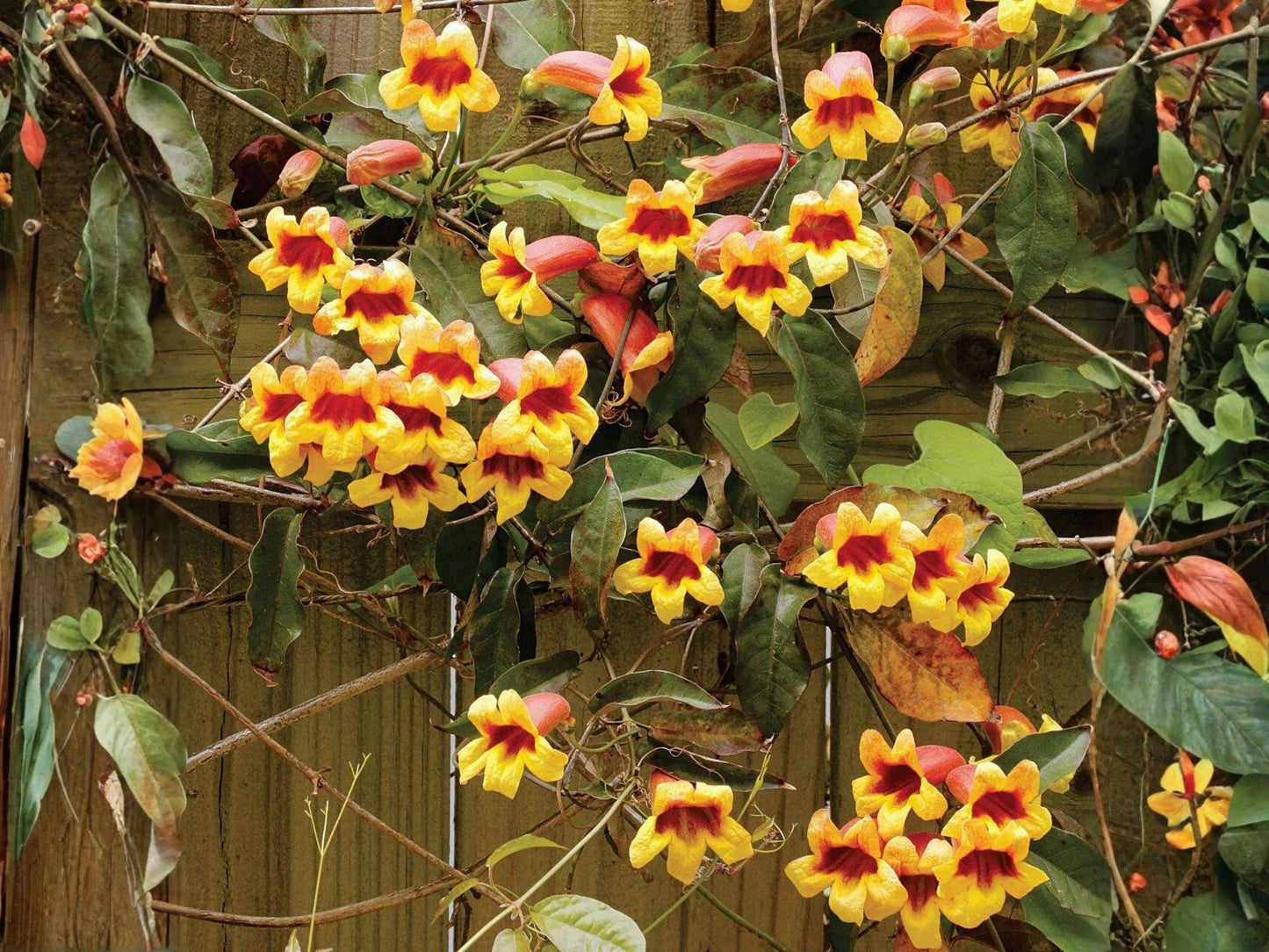 Live Crossvine Plants – Tangerine Beauty Trumpet Flower Vine, Climbing Ornamental Garden Vine, Bignonia capreolata