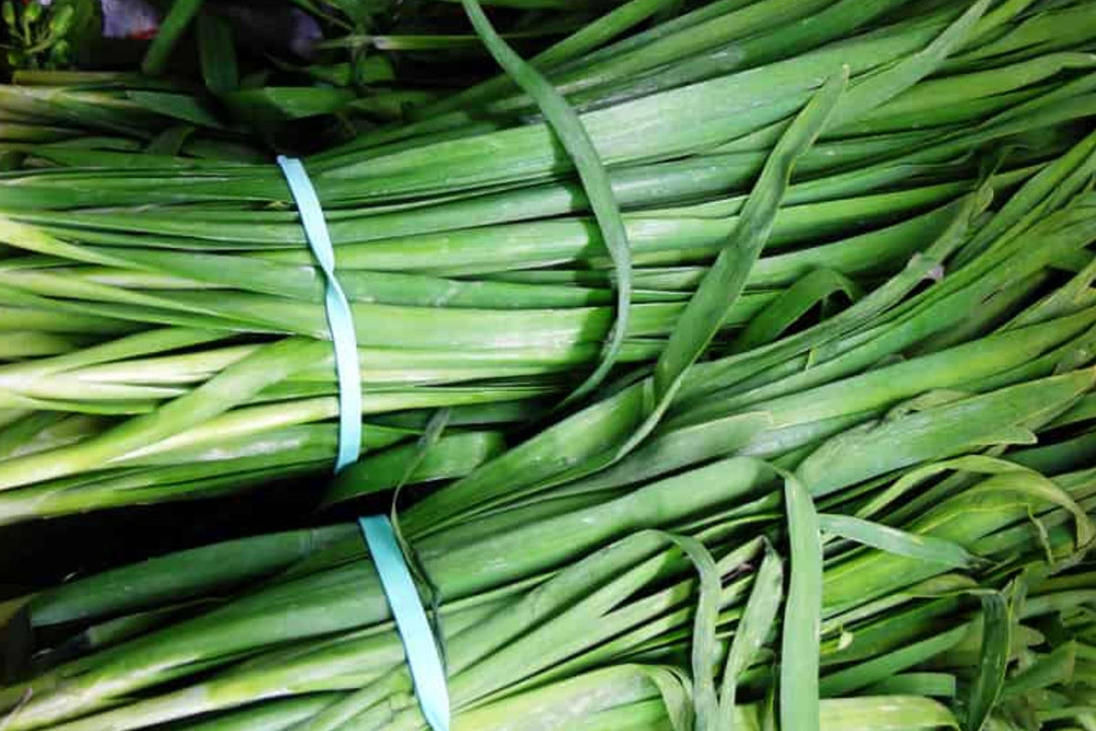 Heirloom Chives Seeds, Green Onion Herb, Mild Flavor, High Yield (500+ Seeds) for Cooking & Garden