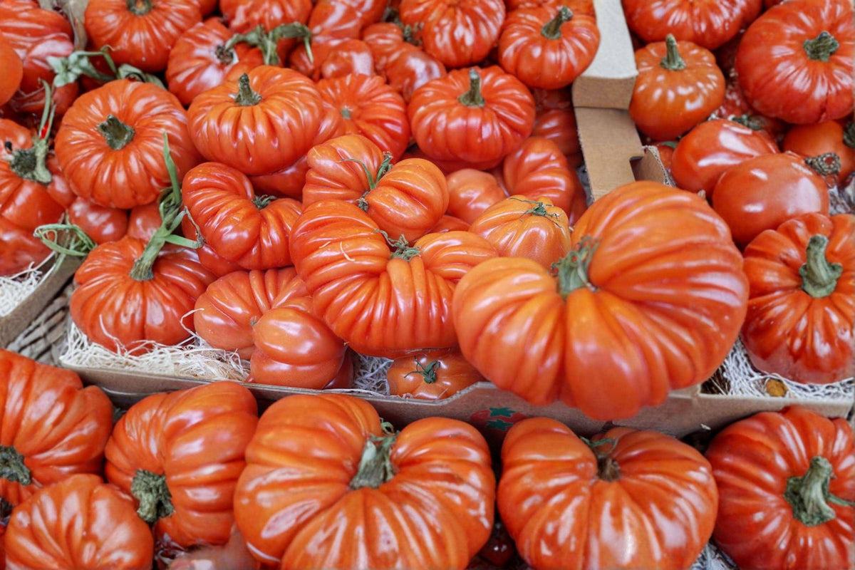 Costoluto Genovese Tomato Seeds – Italian Heirloom, Ribbed Cooking Tomato for Sauces & Salads, 120+ Seeds