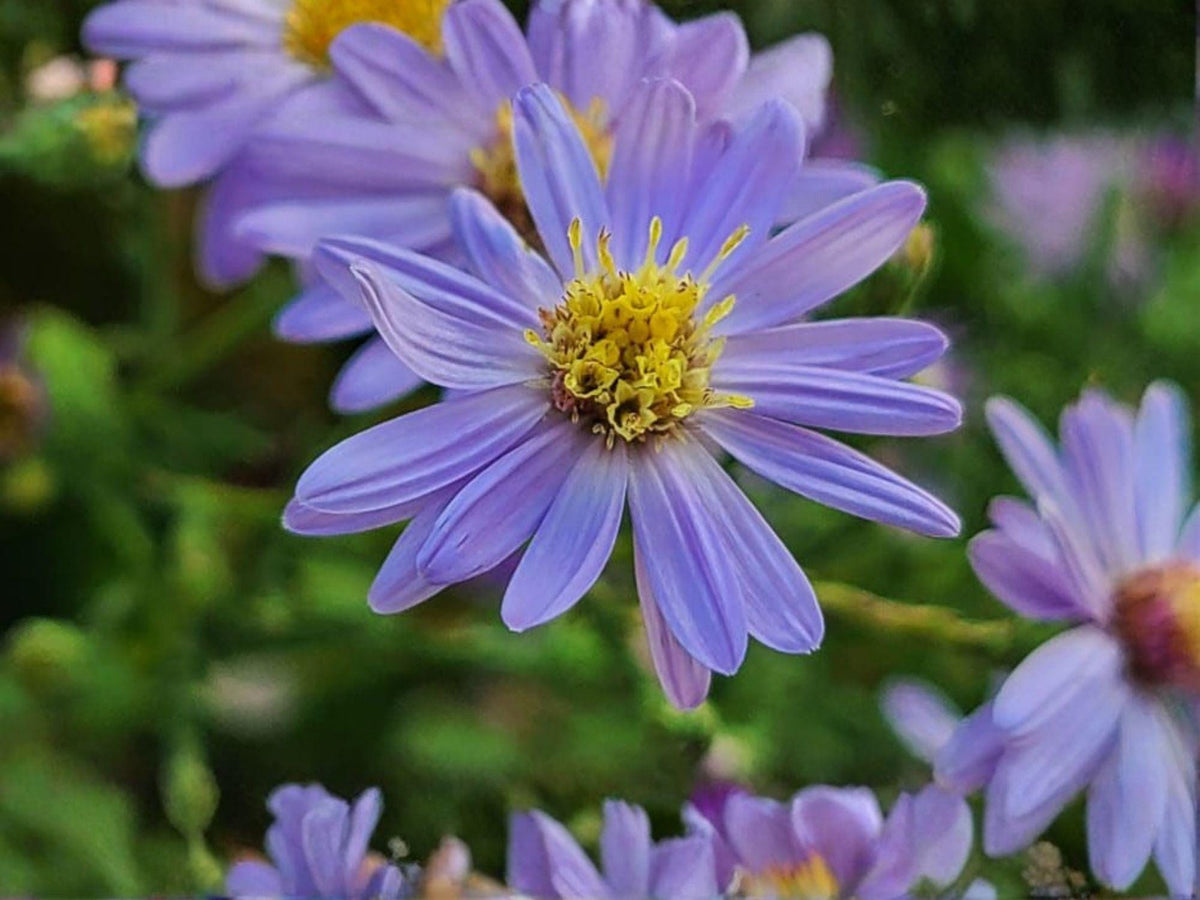 Symphyotrichum shortii Seeds – Heirloom Native Purple Aster Pollinator Garden Flower, 100 Seeds