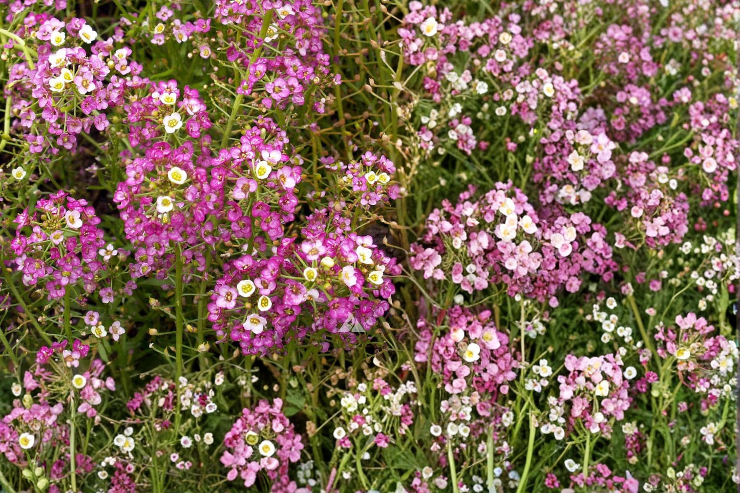 Pink Sweet Alyssum Seeds – Lobularia maritima Herbaceous Annual with Soft Pink Clusters, Ground Cover, Border, Container Plant