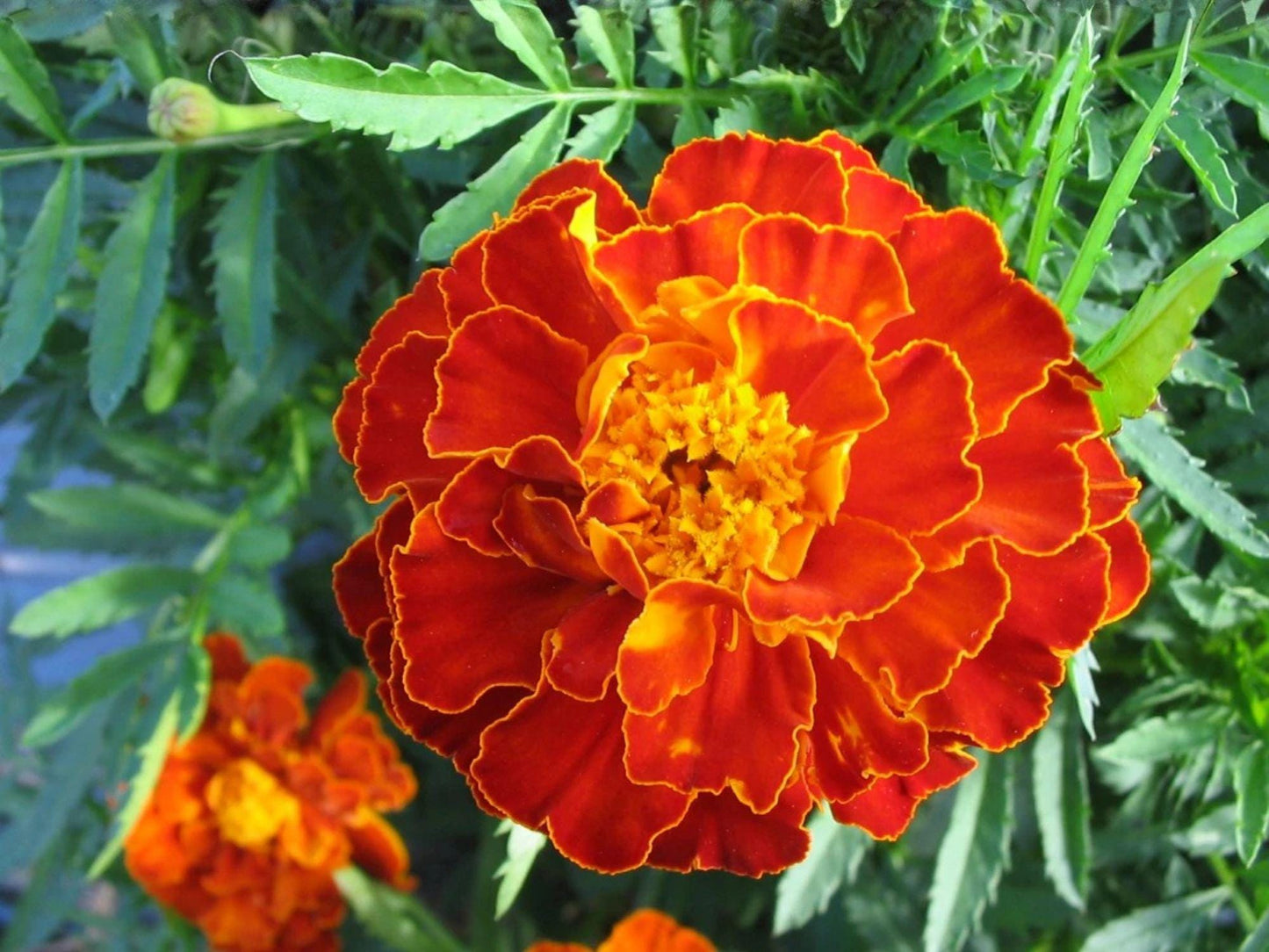 French Marigold Seeds – Sparky Mix, Heirloom, Non-GMO, Tagetes patula, Vibrant Red, Orange & Gold Flowers