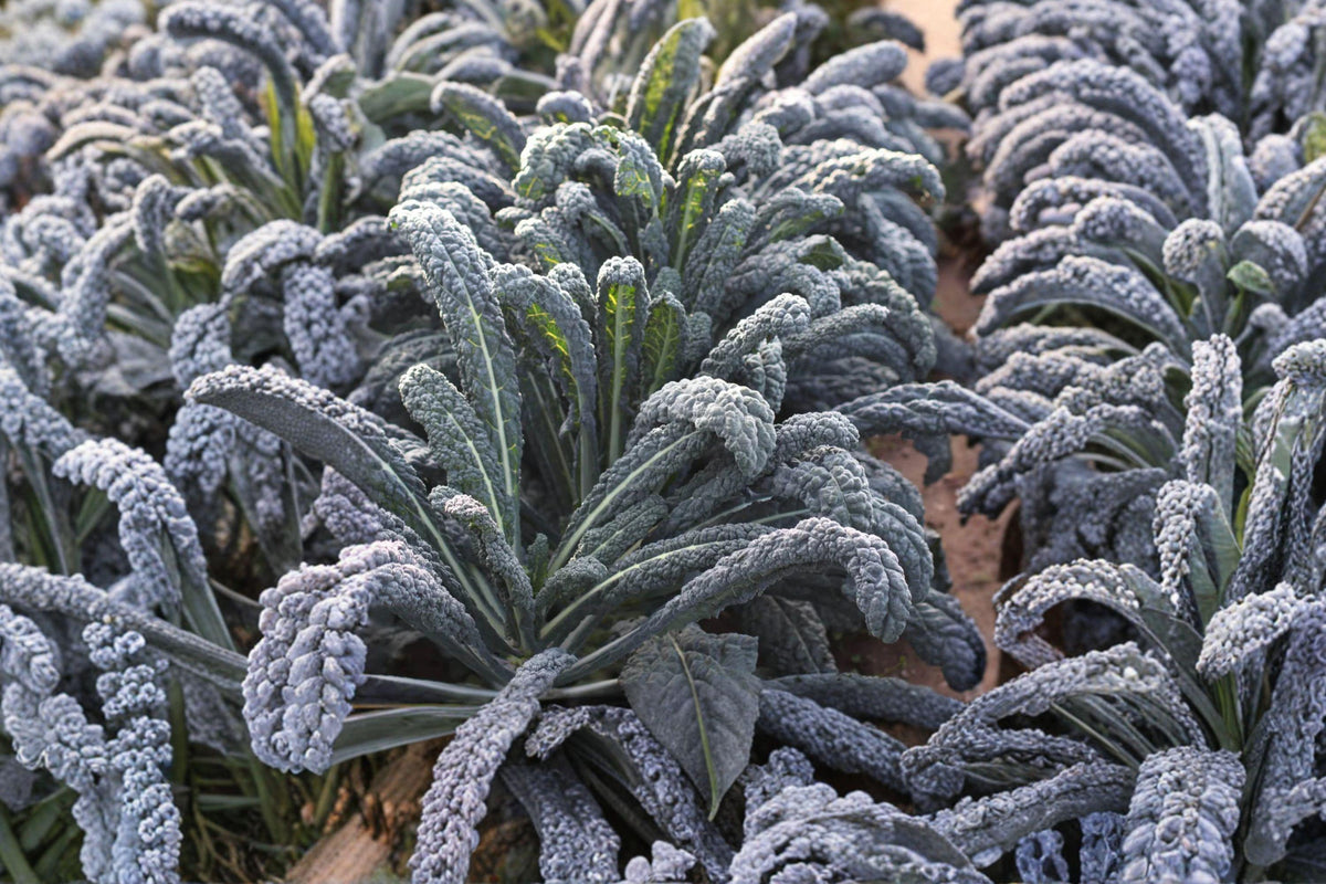 Black Magic Kale Seeds, Heirloom Lacinato, Dark Green Garden Variety, Brassica oleracea