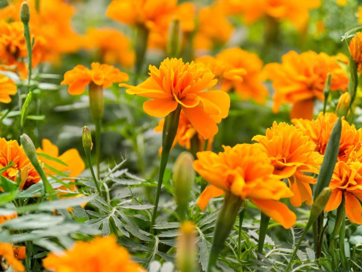 Crackerjack African Marigold Seeds – Tall Orange Yellow Heirloom Garden Flower (100 Seeds) Tagetes erecta