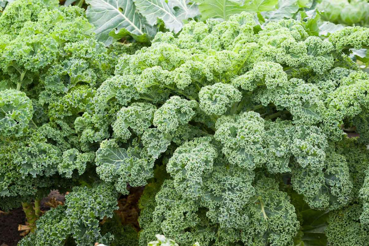 Blue Scotch Vates Kale Seeds – Curled Heirloom, Cold Hardy, Nutritious Greens, Easy Grow, 200+ Seeds