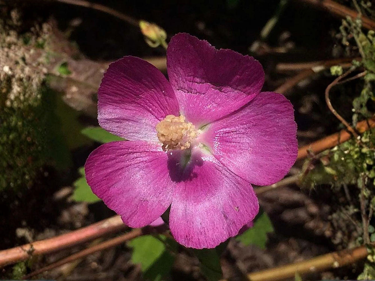 Callirhoe bushii Seeds – Heirloom Pink Prairie Wildflower Plant for Garden, Native Perennial, Non-GMO, Drought Tolerant