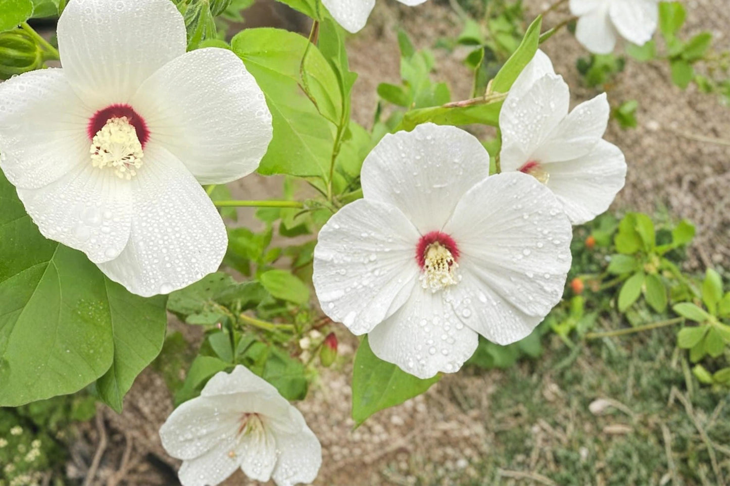 Hairy-fruited Hibiscus Seeds, Herbaceous Perennial, Hibiscus lasiocarpos, Pale Pink to White Flowers, Wetland & Pond Edge Plant