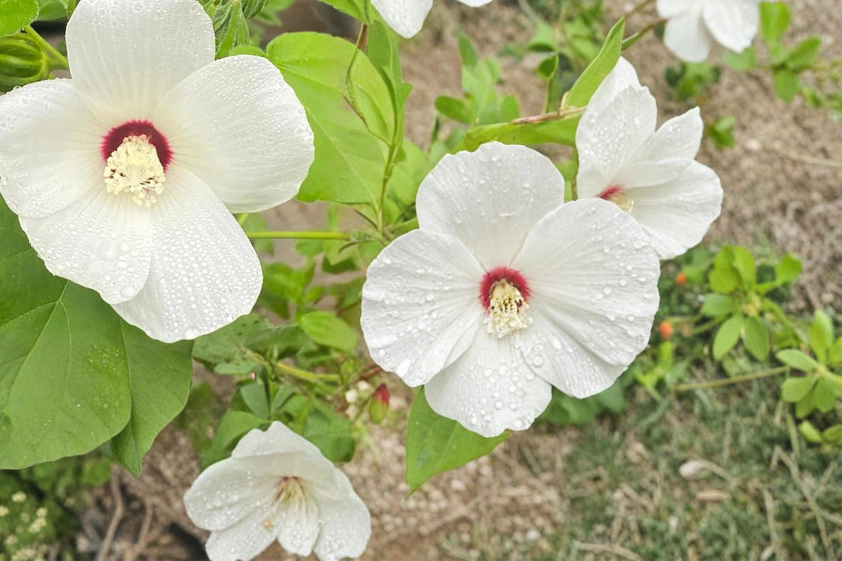 Hairy-fruited Hibiscus Seeds, Herbaceous Perennial, Pale Pink to White Flowers, Hibiscus lasiocarpos, Wetland & Pond Edge Plant