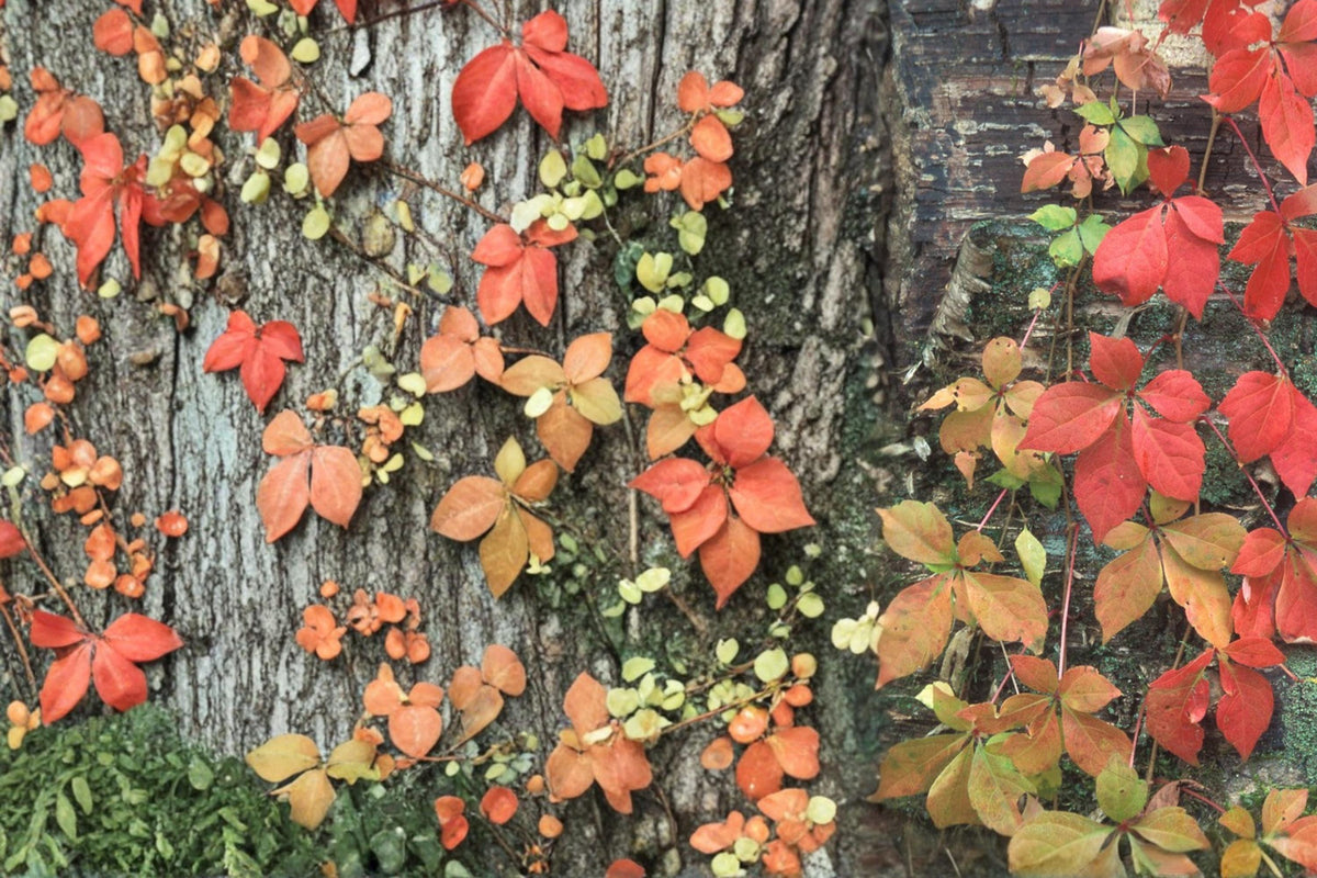 Virginia Creeper Seeds – Parthenocissus quinquefolia Climbing Vine for Garden, Fences & Ground Cover