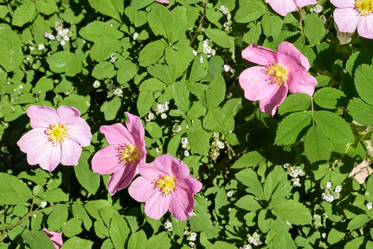 Common Wild Rose Seeds – Rosa woodsii – Pink Flowers, Deciduous Shrub, Native Prairie Plant, Hedge & Landscape Shrub