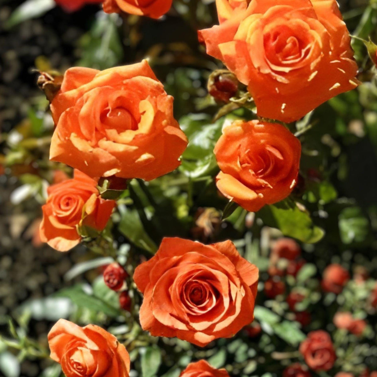 Marina Rose Floribunda Salmon Orange Live Plant – 1 Gallon Rosa spp. Shrub for Garden Beds & Landscaping