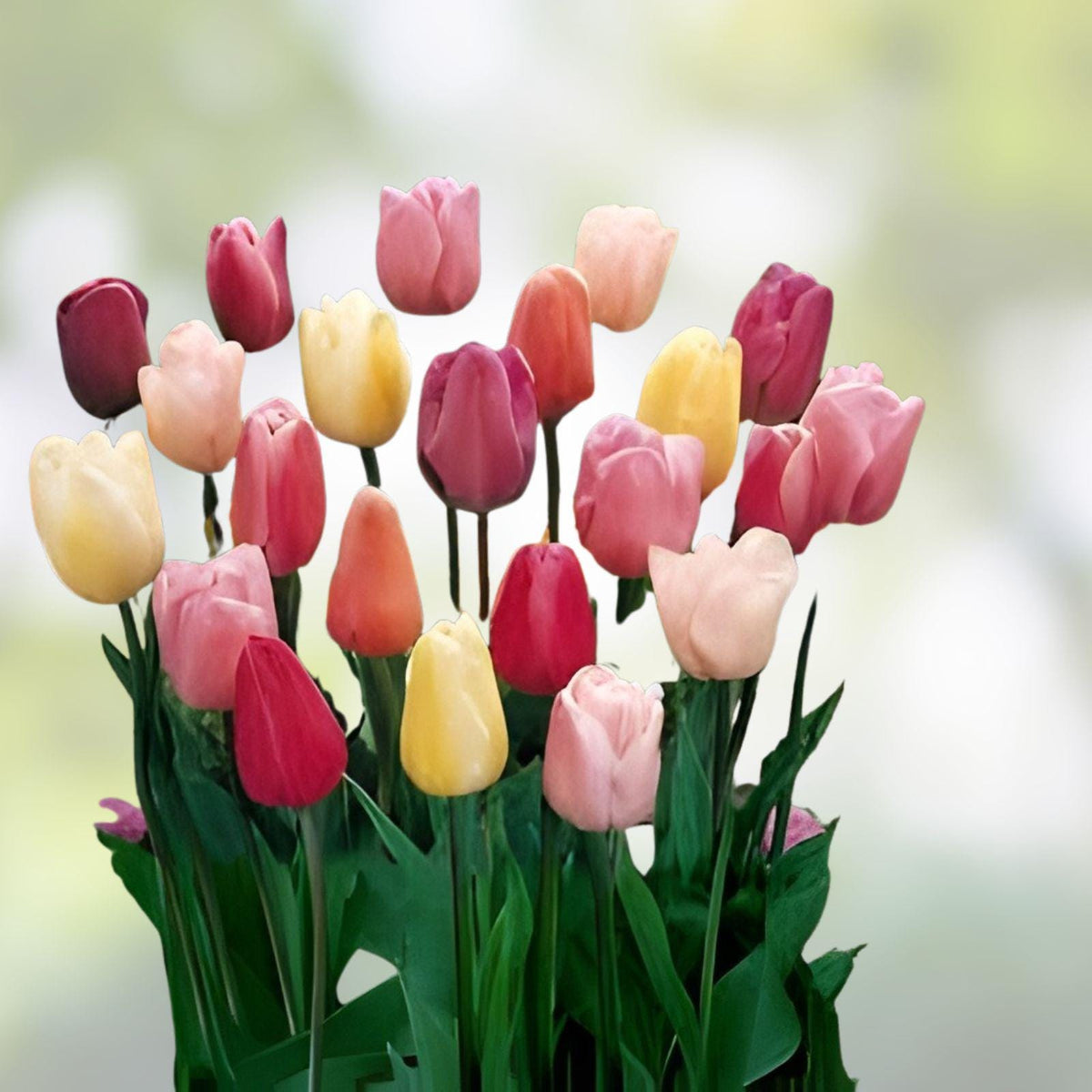 Mixed Tulip Bulbs 25 Pack | Tulipa | Colorful Spring Flowers for Garden Beds & Containers