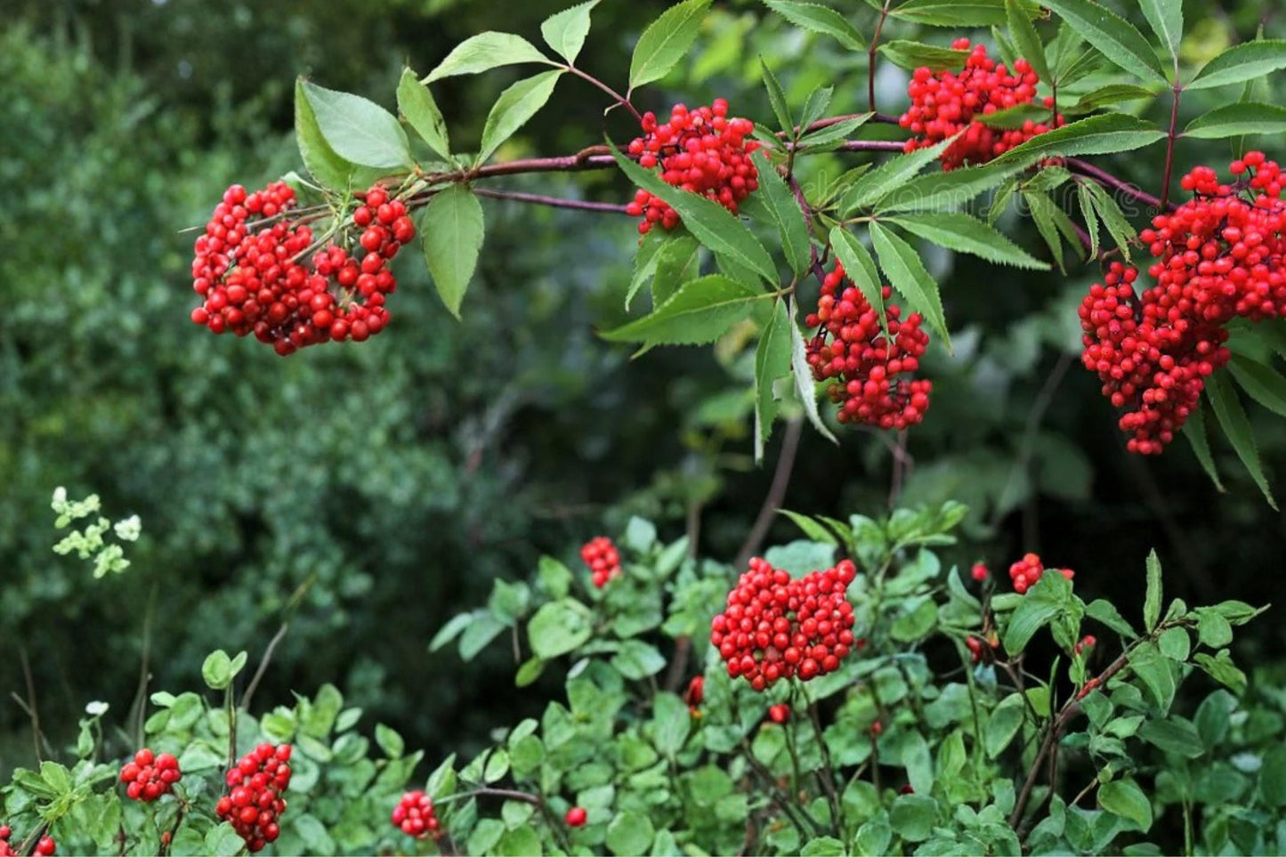 Red Elderberry Seeds – Sambucus racemosa, Berry Shrub, Deciduous Plant for Woodland Edges & Hedges