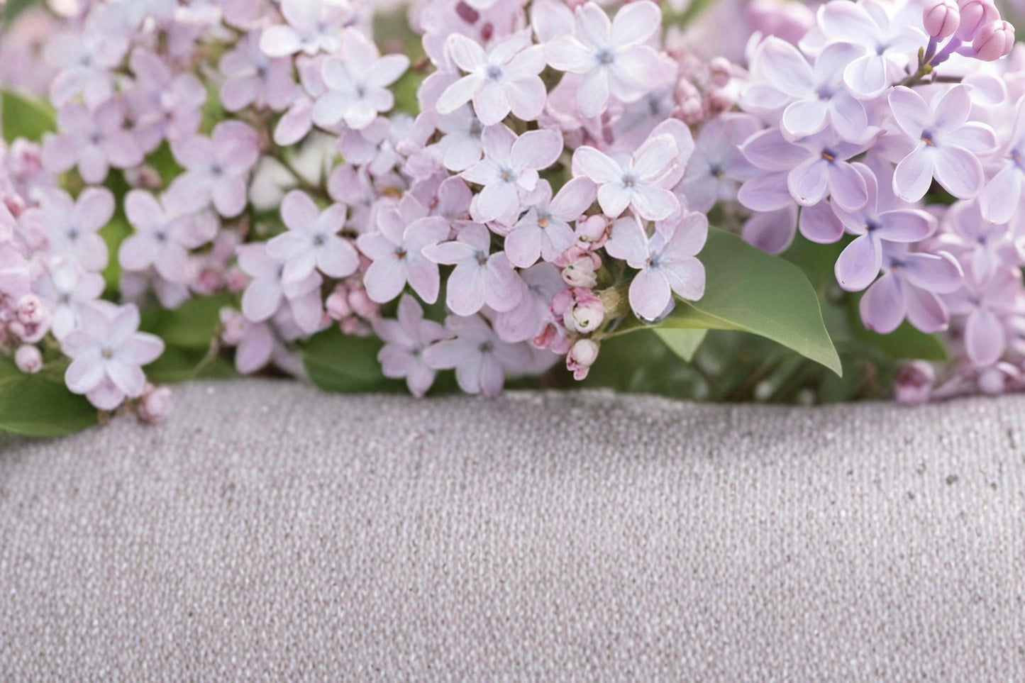 Early Lilac Seeds – Syringa oblata, Fragrant Purple Pink Flowering Shrub, Garden Hedge & Border Plant, Deciduous Perennial