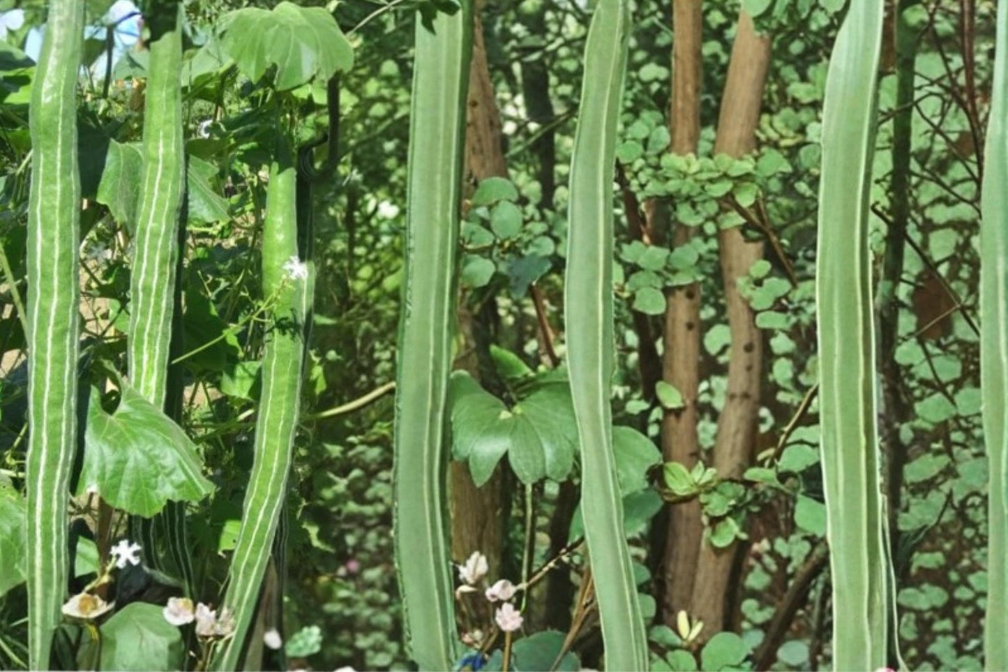 Snake Gourd Seeds – Herbaceous Climbing Vine with Long Green Fruits, Lagenaria siceraria, Fast-Growing Vegetable Seed