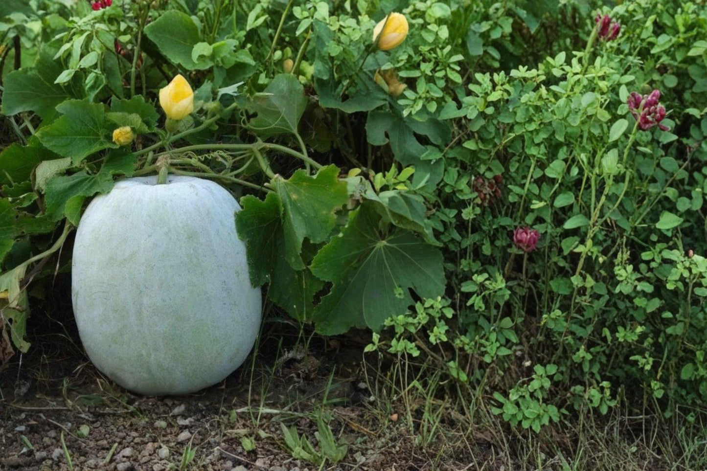 Winter Melon Round Seeds – Benincasa hispida, Climbing Herbaceous Vine, Large Green Fruit, Garden Trellis Plant, 10 Seeds