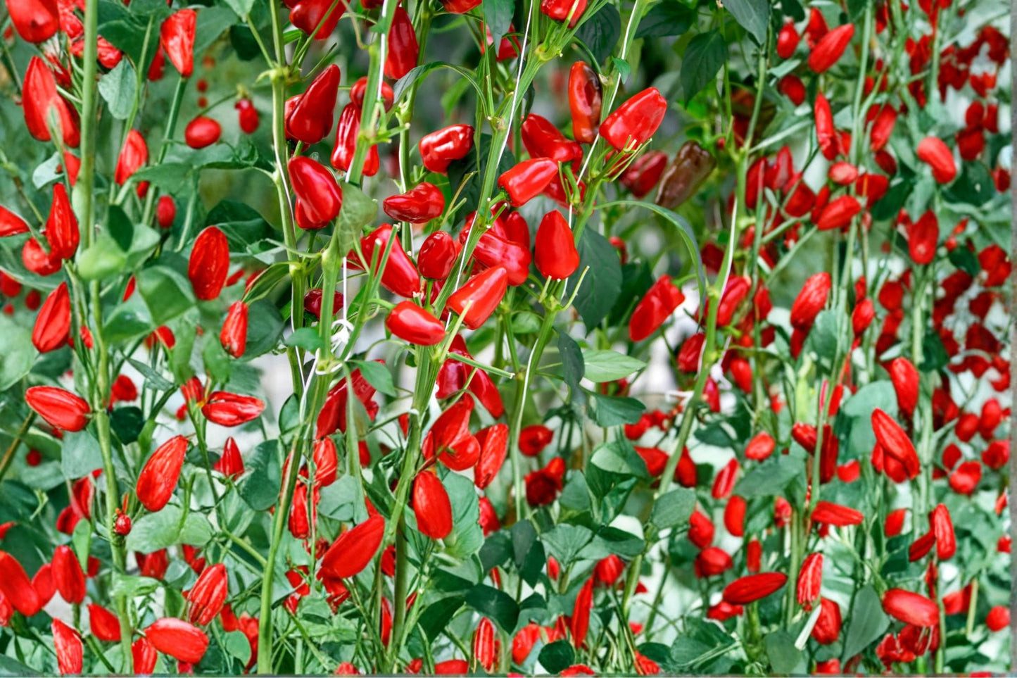 Fresno Chili Pepper Seeds – Capsicum annuum – Medium-Heat Red Peppers for Garden & Containers, Herbaceous Annual