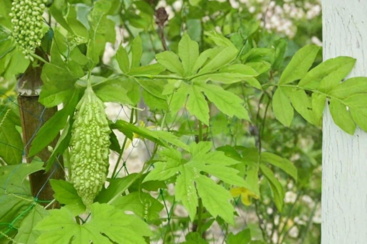 Bitter Gourd Seeds – Momordica charantia – Climbing Herbaceous Vine with Green Fruits – Garden Vegetable Seed