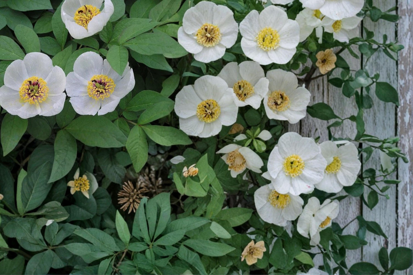 Japanese Woodland Peony Seeds – Paeonia japonica Herbaceous Perennial with White Flowers for Shade Gardens