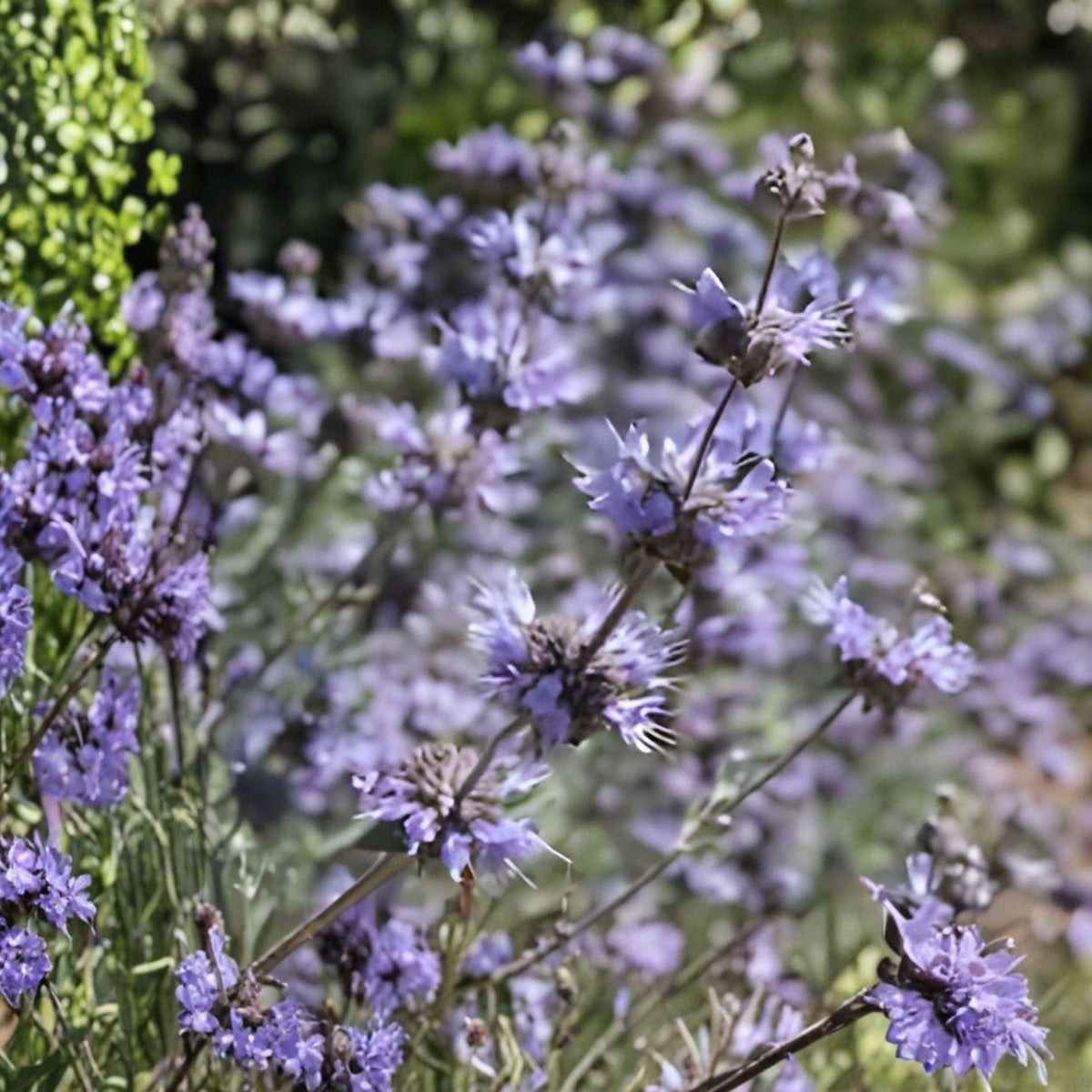 Cleveland Sage Plant – Fragrant Blue Purple Flowers, Drought Tolerant Herb, Salvia clevelandii, Native California Shrub