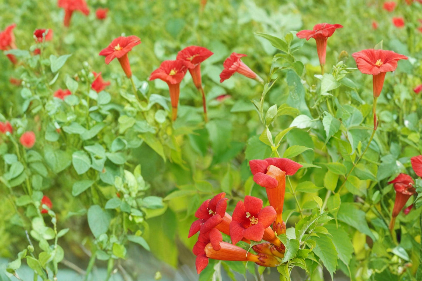 Trumpet Creeper Vine Seeds – Campsis radicans, Bright Orange Tubular Flowers, Climbing Woody Perennial Vine for Gardens