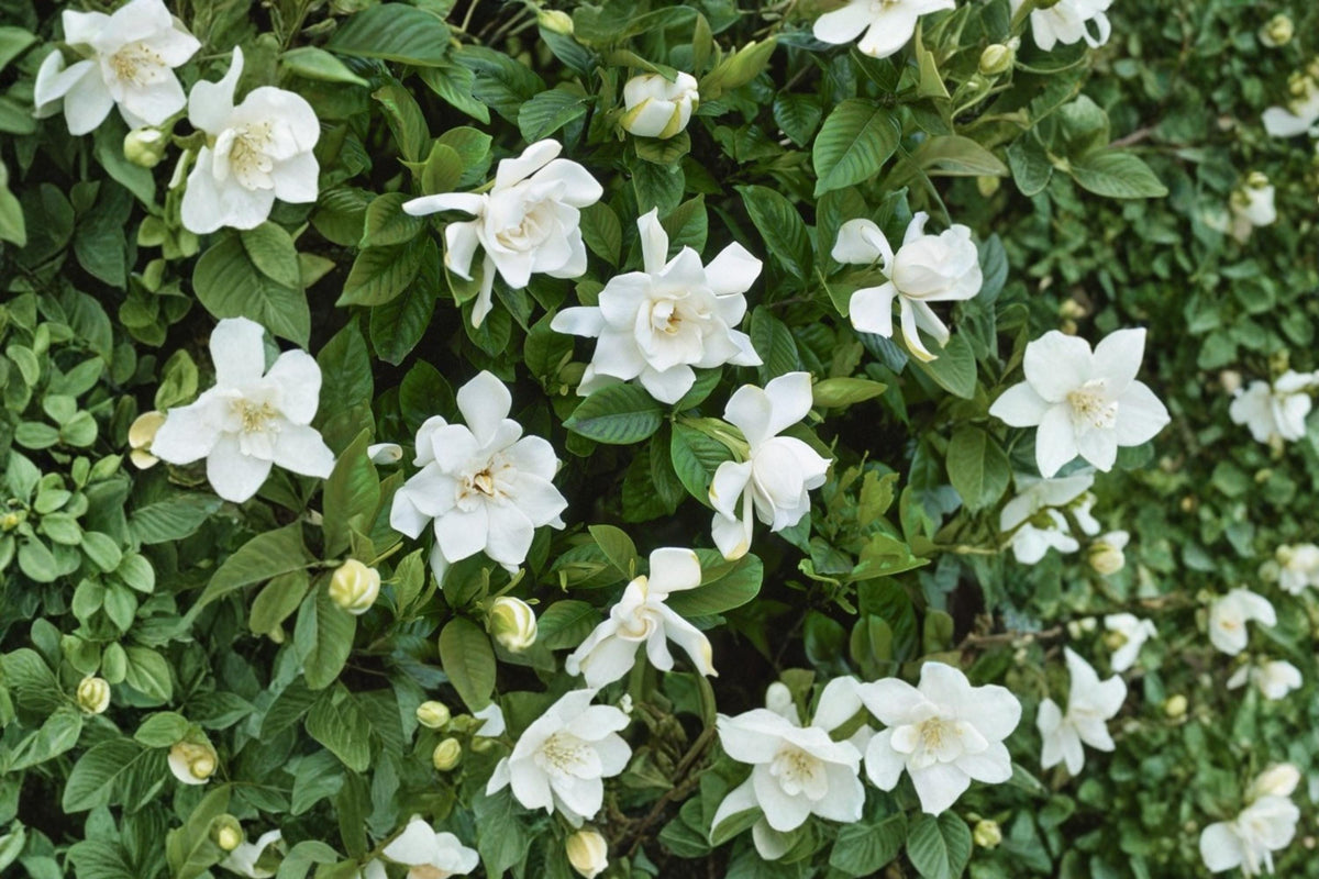 Cape Jasmine Seeds – Gardenia jasminoides Evergreen Shrub with Creamy White Flowers, Glossy Foliage, for Borders & Containers