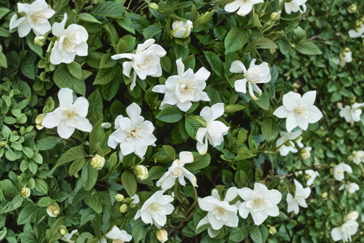 Cape Jasmine Seeds – Gardenia jasminoides Evergreen Shrub with Creamy White Flowers & Glossy Foliage