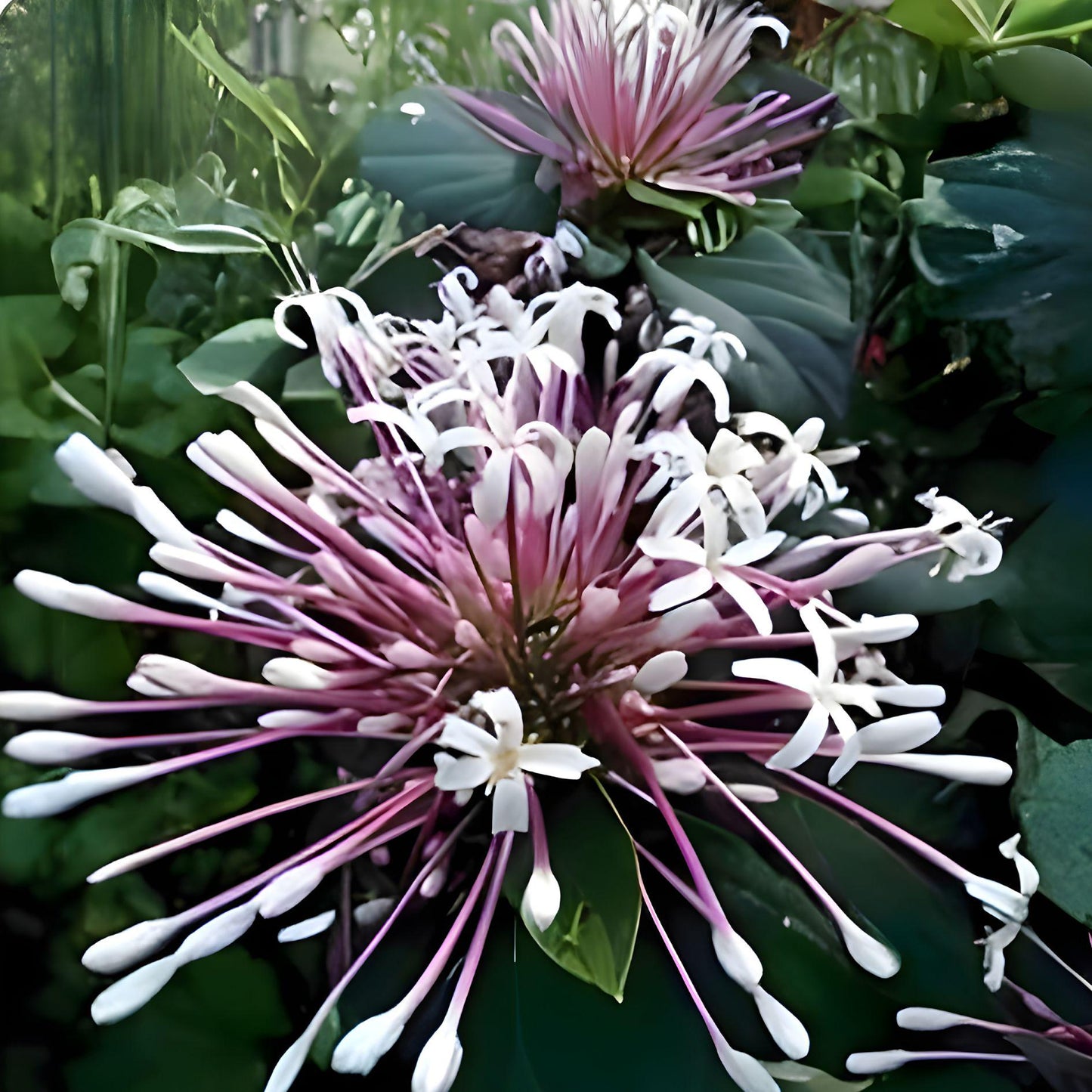 Shooting Star Plant Cuttings – Clerodendrum Quadriloculare, Tropical Shrub, Starburst Flowering Plant, Live Ornamental Tropical Plant