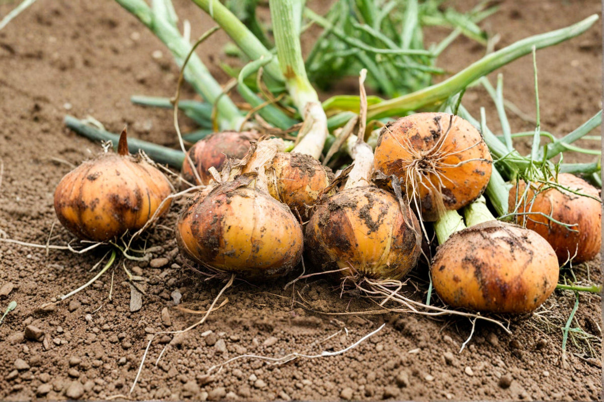 Texas 1015 Supersweet Onion Seeds - Heirloom Non-GMO Vegetable Seeds for Large, Mild, Sweet Bulbs