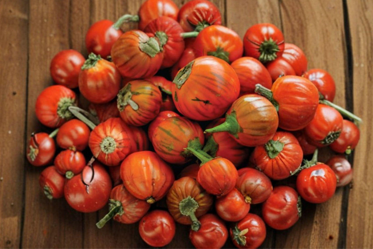 Turkish Orange Eggplant Seeds - Heirloom Non-GMO Round Fruit for Gardens, Containers, and Beds