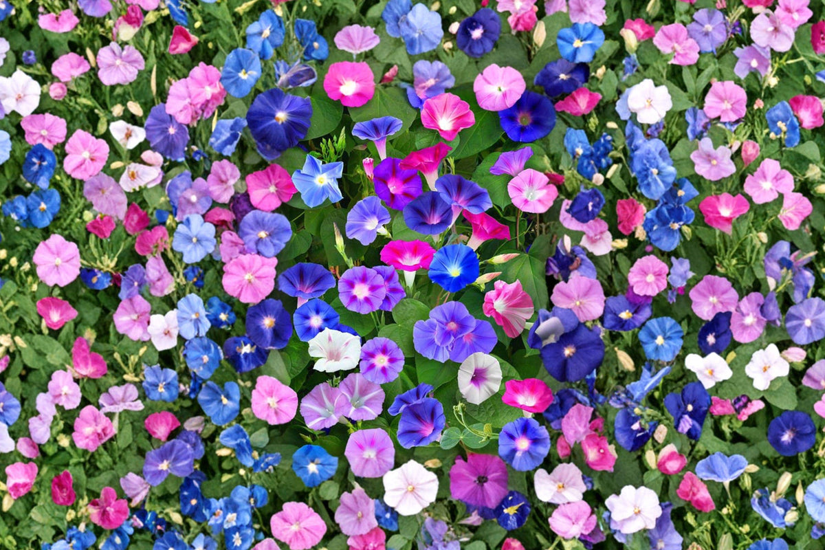 Morning Glory Seeds, Mixed Colors, Climbing Vine, Non-GMO Heirloom, Fast Growing, Vertical Garden, Outdoor Planting
