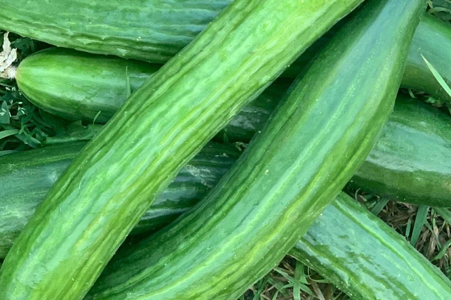Southern Delight Japanese Cucumber Seeds - Heirloom, Non-GMO, High Yield, Crisp Fruit, Climbing Vine, Vegetable Seeds