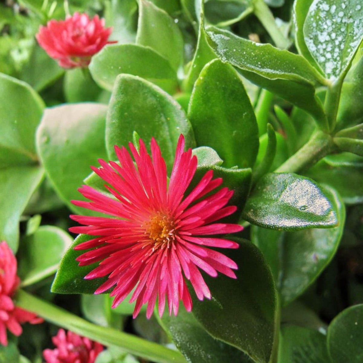 Aptenia cordifolia Cuttings - Baby Sun Rose Succulent Ground Cover, Red Pink Flowers, 10 Pack, Live Propagation Plant