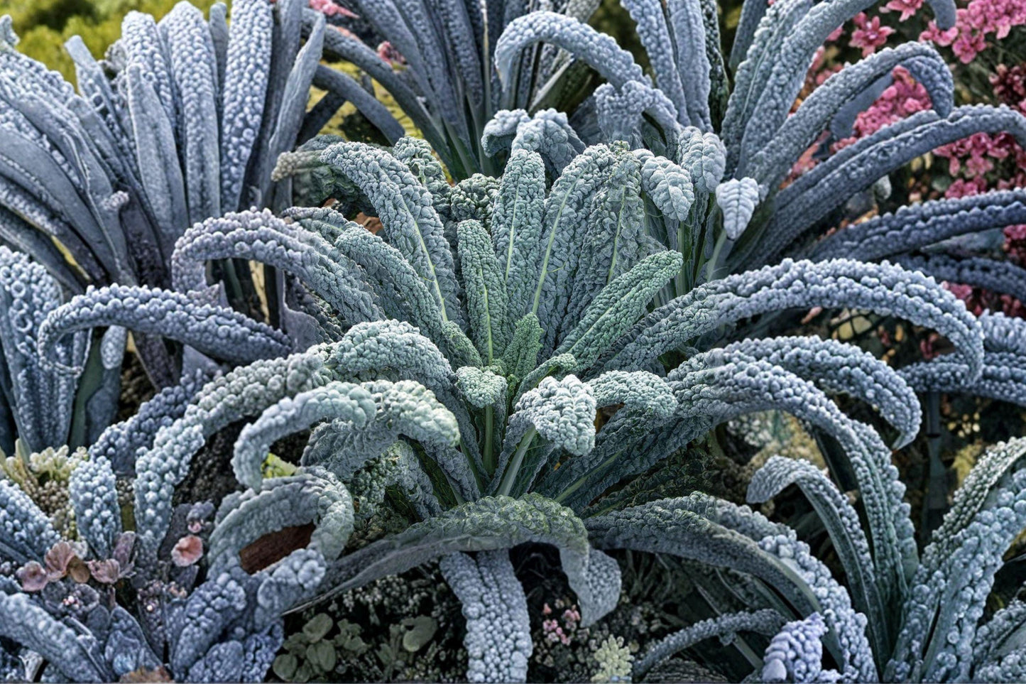 Black Magic Kale Seeds – Heirloom Non-GMO Lacinato Dinosaur Kale for Gardens, 400+ Seeds, Cold Hardy, Nutrient-Rich Dark Leafy Greens