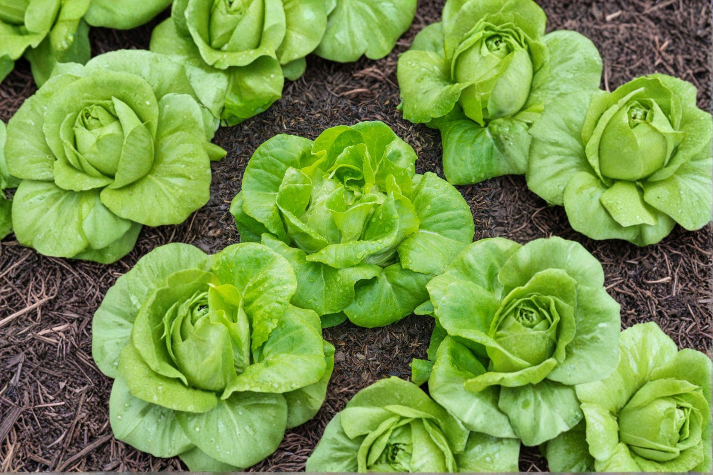 Little Gem Butterhead Lettuce Seeds – Heirloom Non-GMO Compact Romaine, 500+ Seeds for Salad Greens and Container Gardening