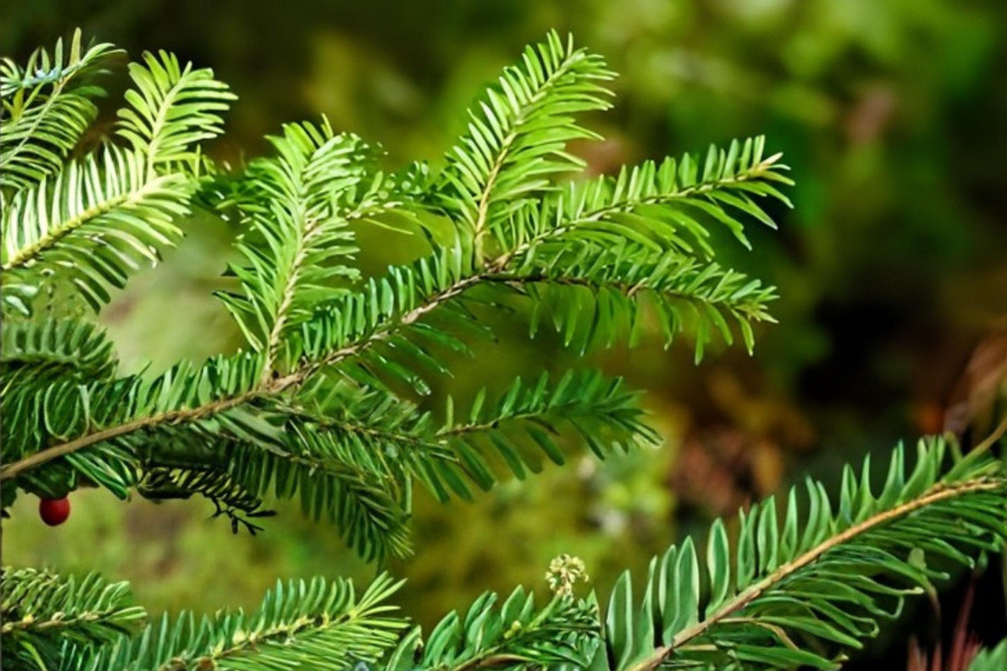 Balsam Fir Seeds | Evergreen Tree Seeds for Reforestation & Landscaping | Abies balsamea