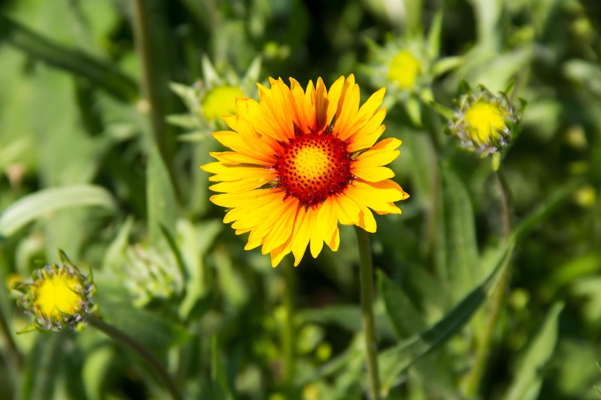 Yellow Blanket Flower Seeds (Gaillardia aristata) – Drought-Tolerant Wildflower for Borders & Xeriscaping