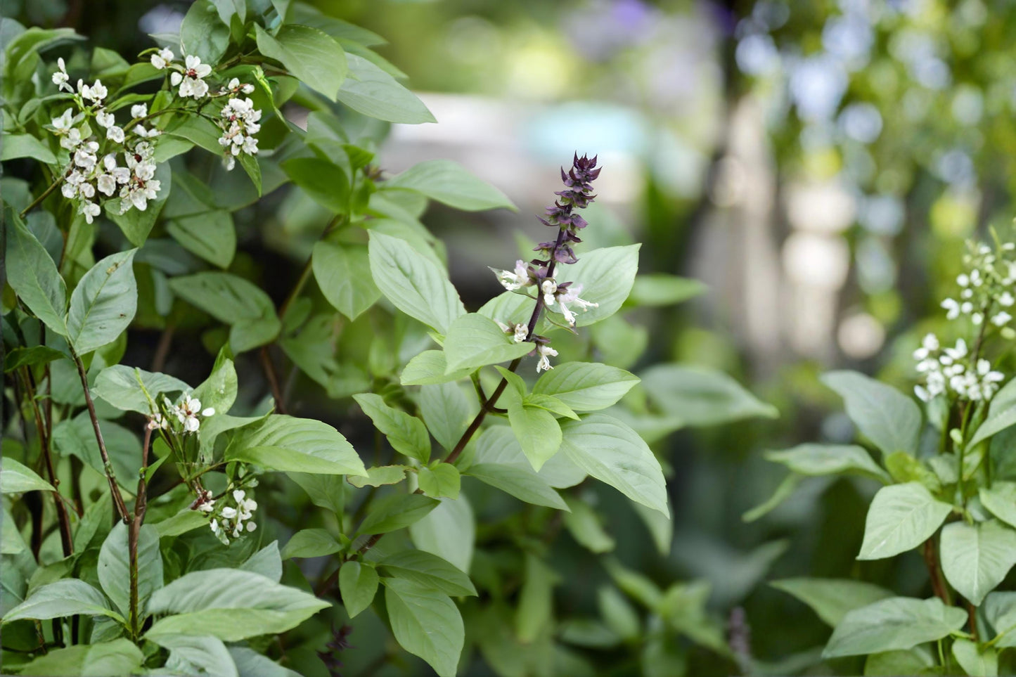 Thai Basil Seeds | Sweet Asian Basil (Ocimum basilicum) | Aromatic Culinary Herb for Cooking & Herb Gardens
