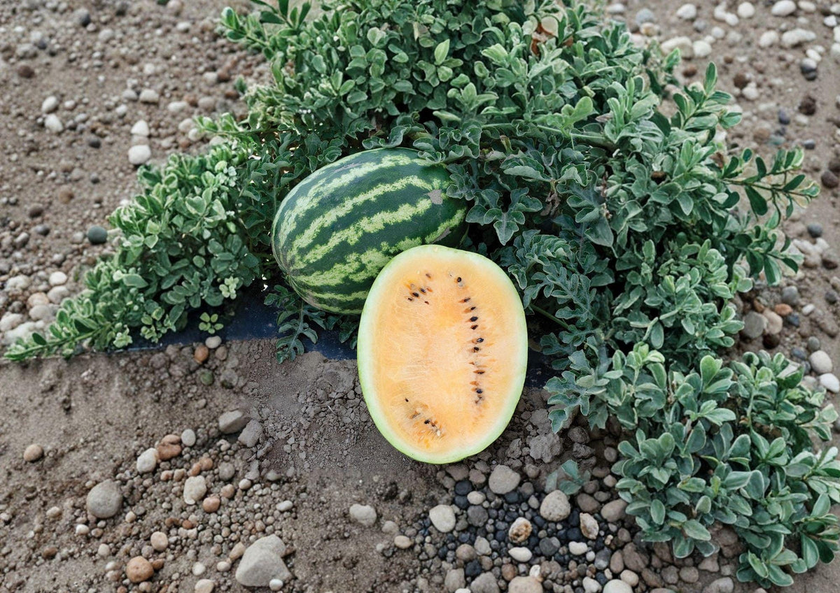 Orange Krush Watermelon Seeds - Heirloom, Juicy Orange Flesh, Garden Planting, Citrullus lanatus