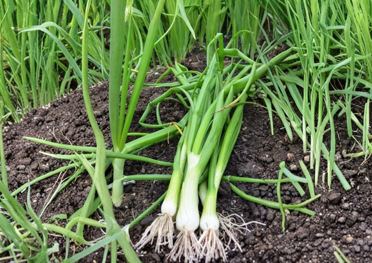 White Lisbon Onion Seeds, Bunching Scallion, Heirloom Vegetable Seeds for Garden Planting, Green Onions, Fast Growing