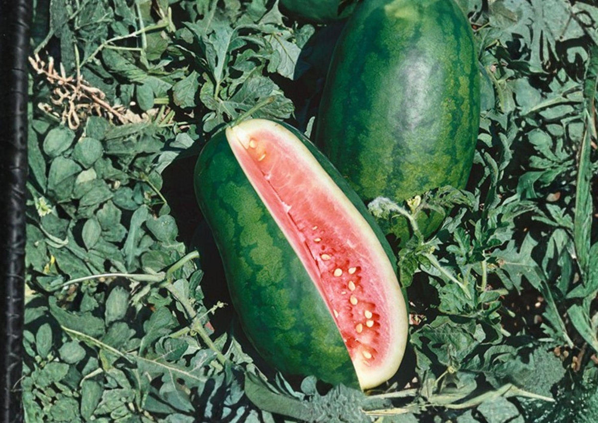 Congo Watermelon Seeds, Heirloom Organic Non-GMO, Large Red Flesh Melon, Summer Fruit, Citrullus lanatus, 12 Seeds