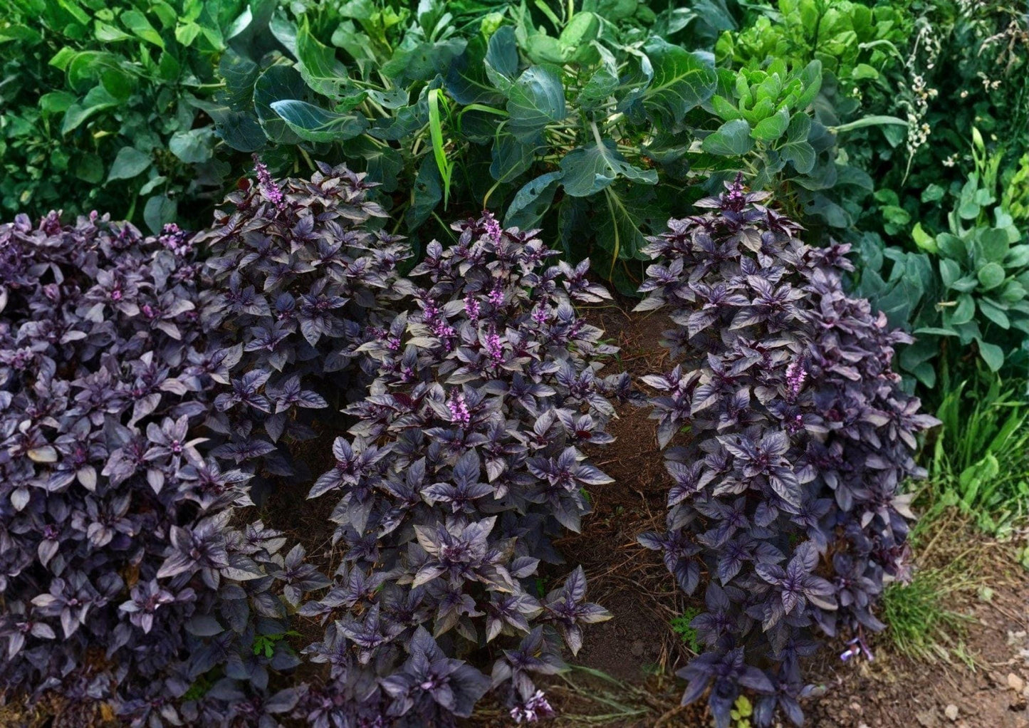 500+ Dark Opal Basil Seeds – Heirloom Organic Purple Basil Herb Seeds for Culinary Gardening, Ocimum basilicum