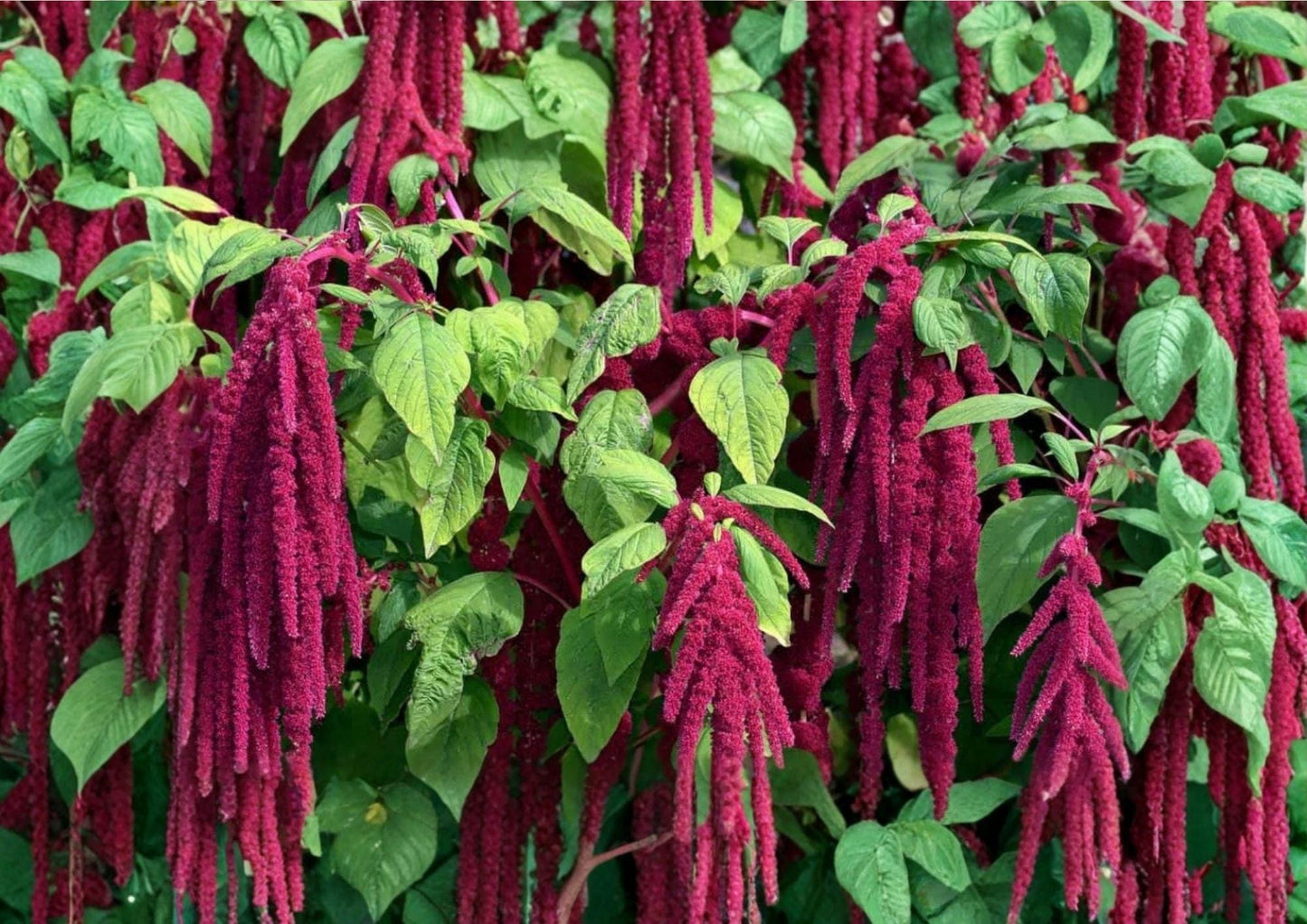 Amaranthus Seeds, Love Lies Bleeding, Drought Tolerant, Red Hanging Blooms, Ornamental Flower Seeds for Garden Planting