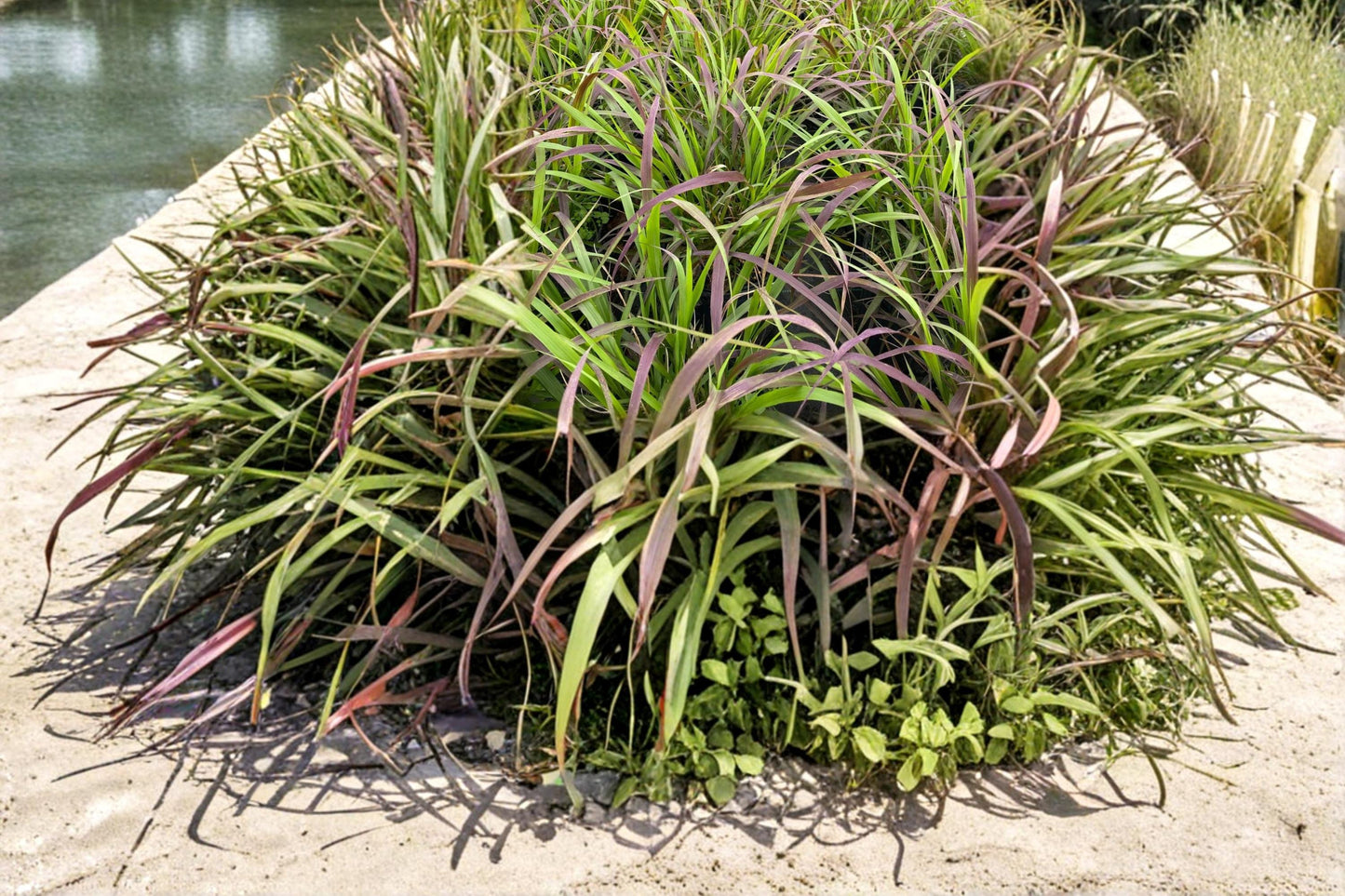 Purpletop Grass Seeds 500 | Tridens flavus Native Perennial Ornamental Meadow Grass