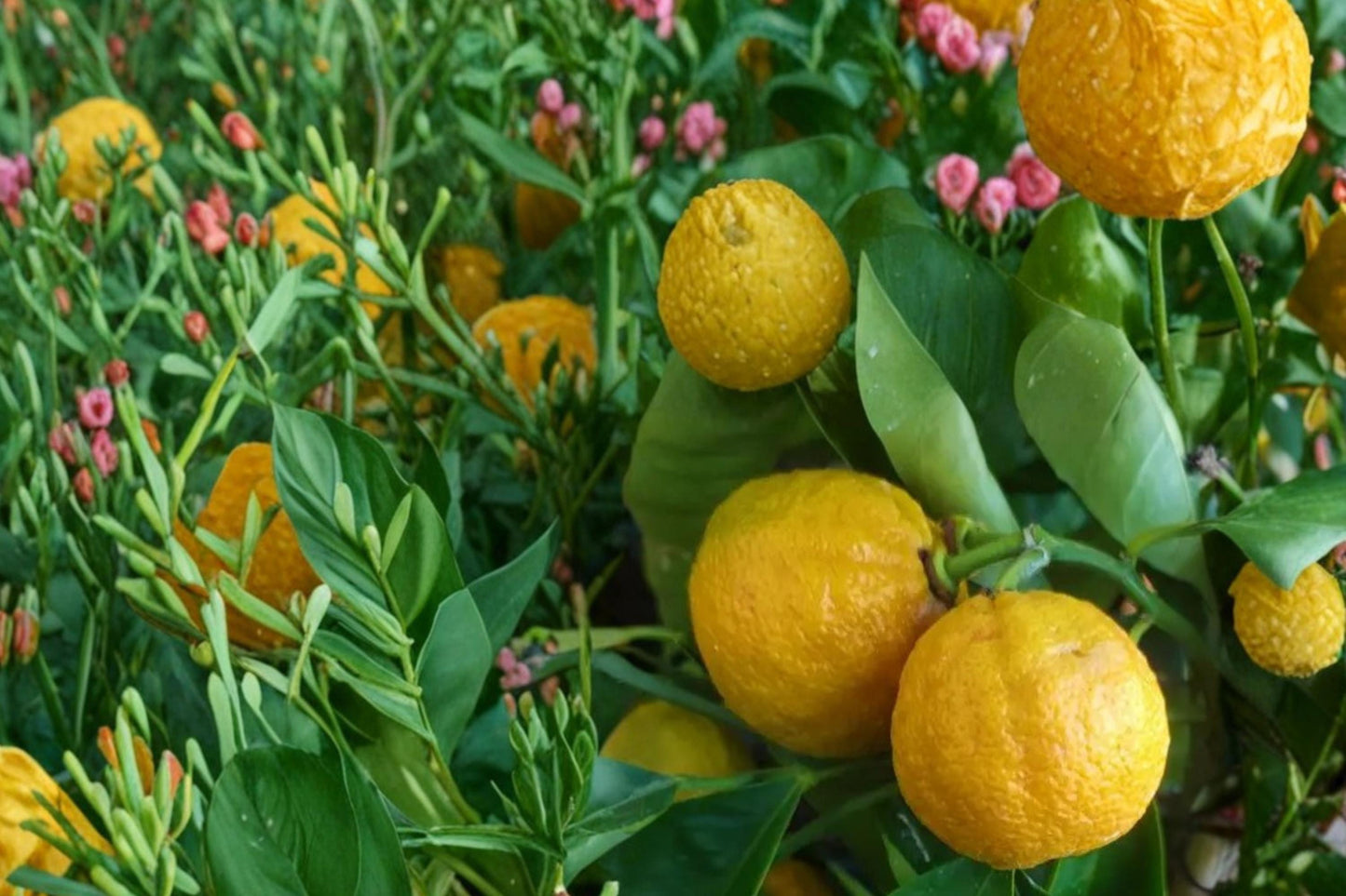 Dwarf Orange Tree Seeds – Citrus sinensis – Compact Fruit Tree for Containers & Small Gardens